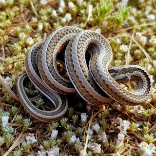 Cross-marked Sand Snake in defensive posture hiding its head