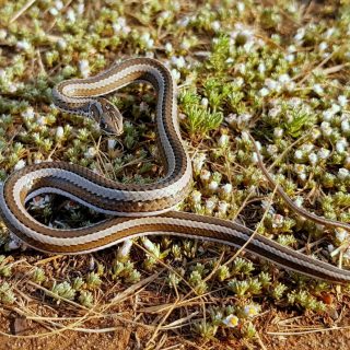 Juvenile Cross-marked Sand Snake