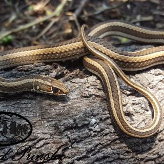 Adult Cross-marked Sand Snake