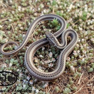 Juvenile Cross-marked Sand Snake