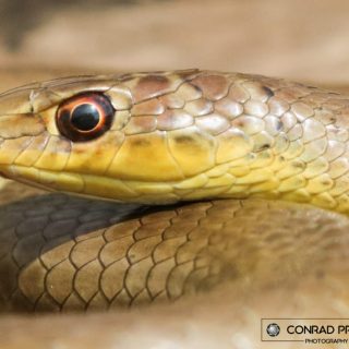 Short-snouted Sand Snake