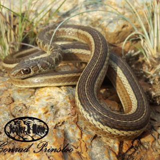 Short-snouted Sand Snake