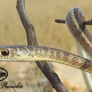 Short-snouted Sand Snake