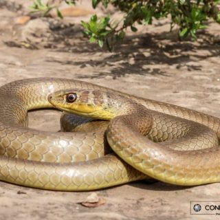 Short-snouted Sand Snake