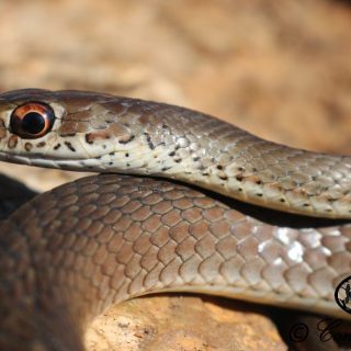 Short-snouted Sand Snake