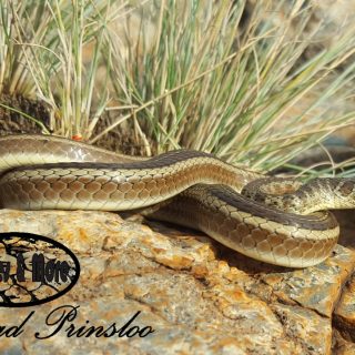 Short-snouted Sand Snake