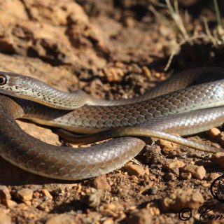 Short-snouted Sand Snake