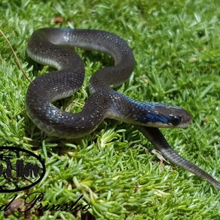 Herald Snake