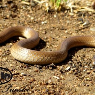 Black-headed Centipede Eater