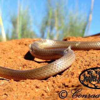 Black-headed Centipede Eater