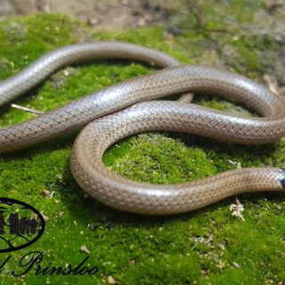 Black-headed Centipede Eater