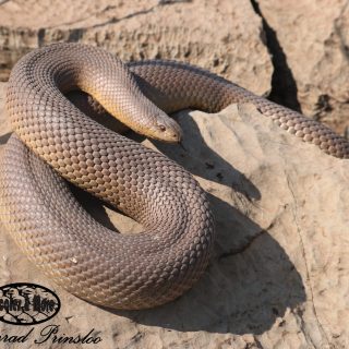 Adult Molesnake