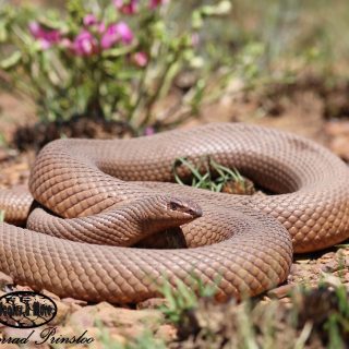 Adult Molesnake