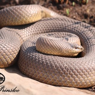 Adult Molesnake