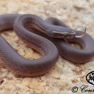 Brown House Snake