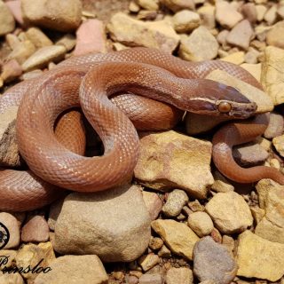 Brown House Snake