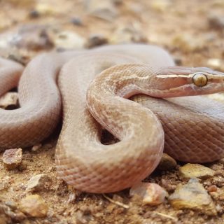 Brown House Snake