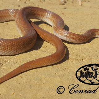 Brown House Snake