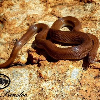 Brown House Snake