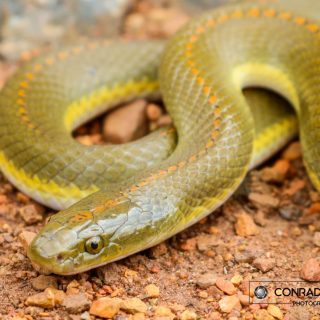 Adult Aurora House Snake