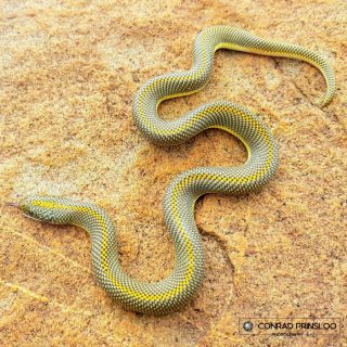 Juvenile Aurora House Snake