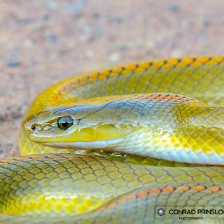 Adult Aurora House Snake