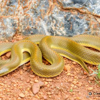 Adult Aurora House Snake