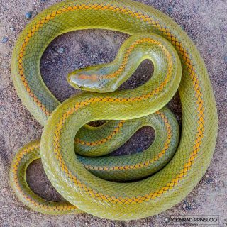 Adult Aurora House Snake