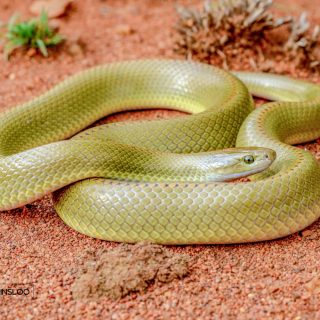 Adult Aurora House Snake