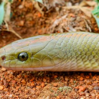 Adult Aurora House Snake