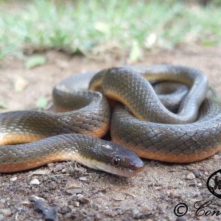 Common Brown Water Snake