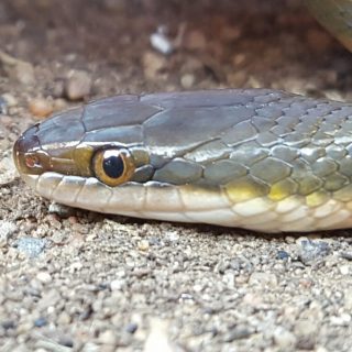 Common Brown Water Snake