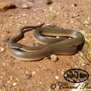 Common Brown Water Snake