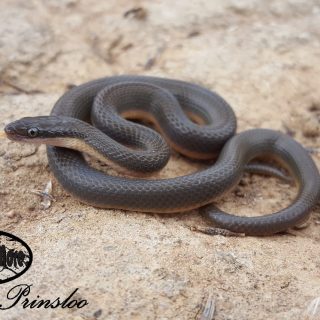 Juvenile Common Brown Water Snake