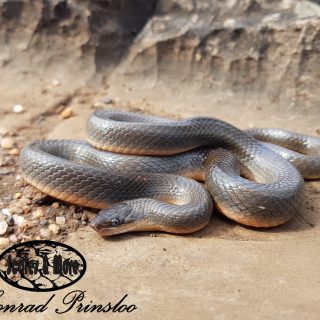 Common Brown Water Snake