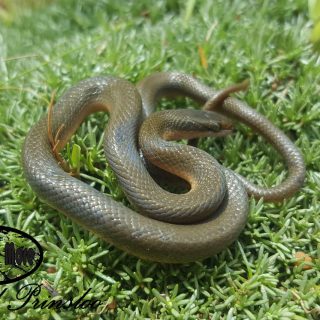 Juvenile Common Brown Water Snake