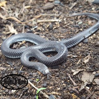 Common Wolf Snake