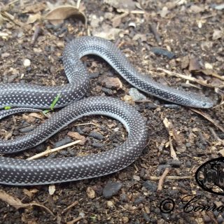 Common Wolf Snake