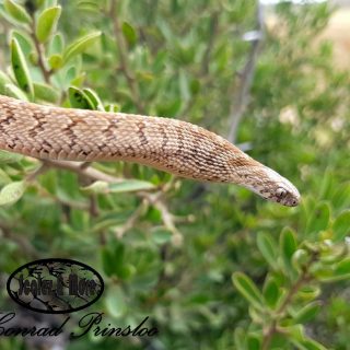 Rhombic Egg-Eater inflating its neck in defense 