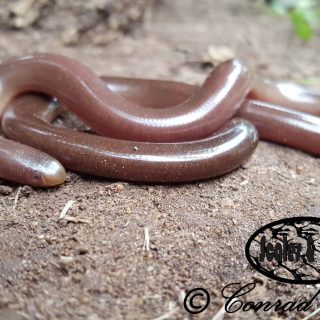 Bibron's Blind Snake