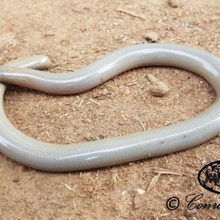 Bibron's Blind Snake