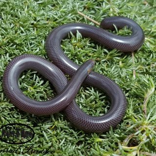 Delalande's Beaked Blind Snake