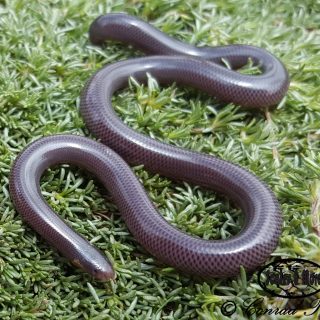 Delalande's Beaked Blind Snake