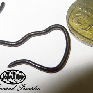 Peter's Thread Snake