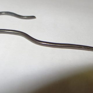 Peter's Thread Snake