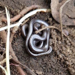 Peter's Thread Snake