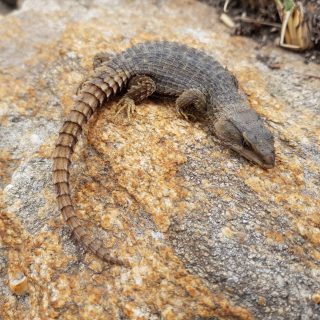 Transvaal Girdled Lizard