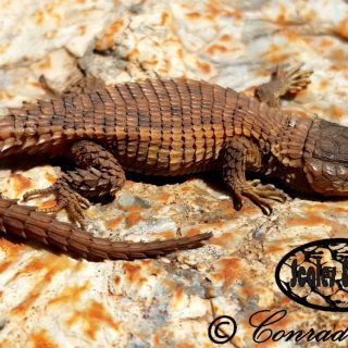 Transvaal Girdled Lizard