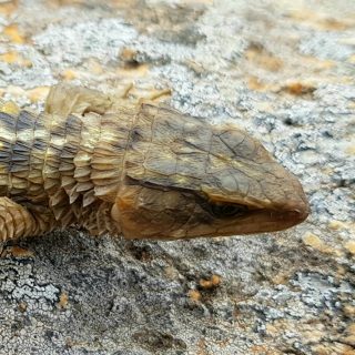 Transvaal Girdled Lizard