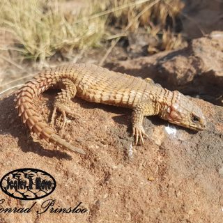 Transvaal Girdled Lizard